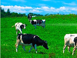 ���f�о�����I(y��)���޹�˾