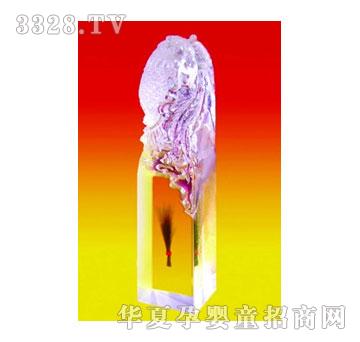 �A��һ�w�P��