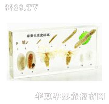 ������Q����ʷ����(gu��)��(bi��o)��