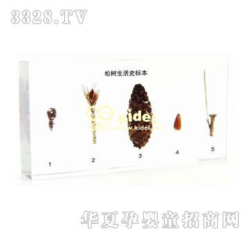 ����ɘ�(sh��)����ʷ��(bi��o)������(gu��)��(bi��o)��