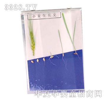 ����ͯ��С�����L(zh��ng)ʷ��(bi��o)��