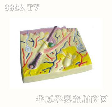 ��|Ƥ�w�Y��ģ��