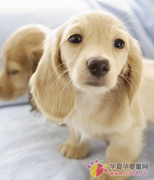 ���D(zhu��n)ľ�R��ͯ�zӰ�����t�����㘋(g��u)�D�zӰ