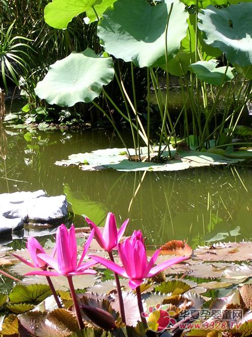 2013�V�����չ�[��(hu��)�����w�(y��n)ֲ������(gu��)